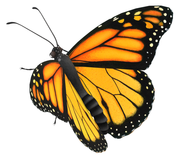 monarch-butterfly-isolated-on-a-transparent-background-free-png