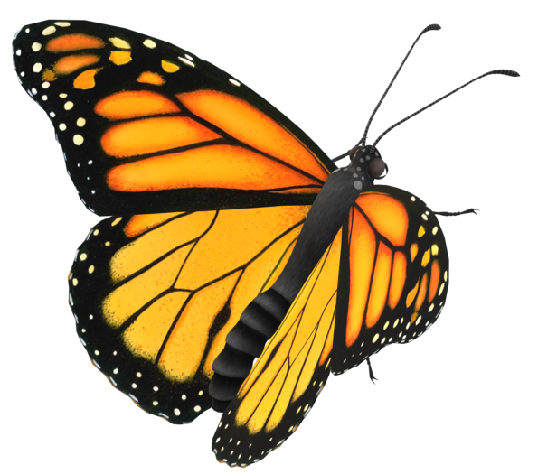 monarch-butterfly-isolated-on-a-transparent-background-free-png